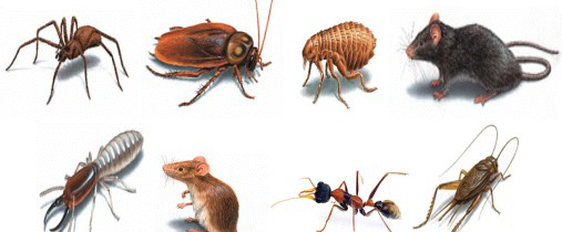 Controle de Praga Controle de Praga